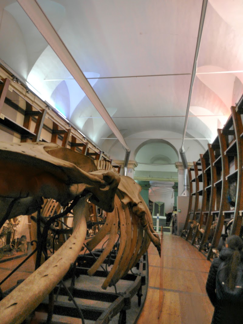 Regional Museum of Natural Science Via Giovanni Giolitti, 36, 10123 Torino TO, Italy