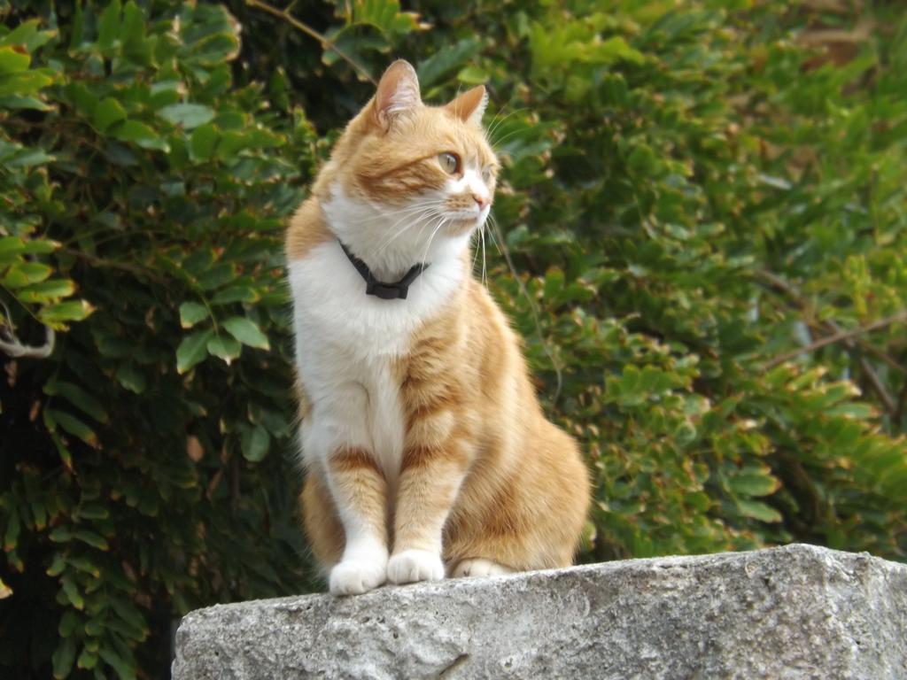 B&B Il Gatto Pescatore - Stintino - Lungomare Cristoforo Colombo 101/a, 07040 Stintino, Italia